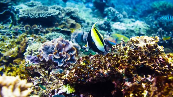 Snorkeling 2 R
