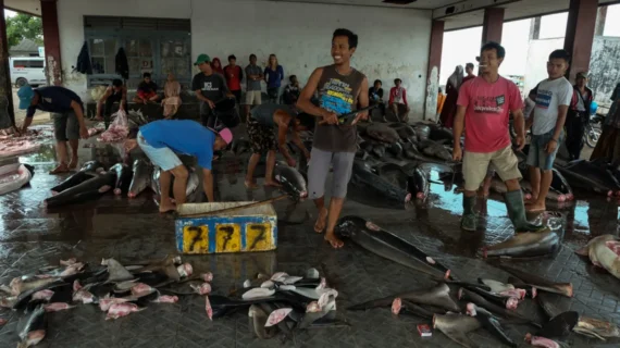 Tanjung Luar Fish Market Lombok