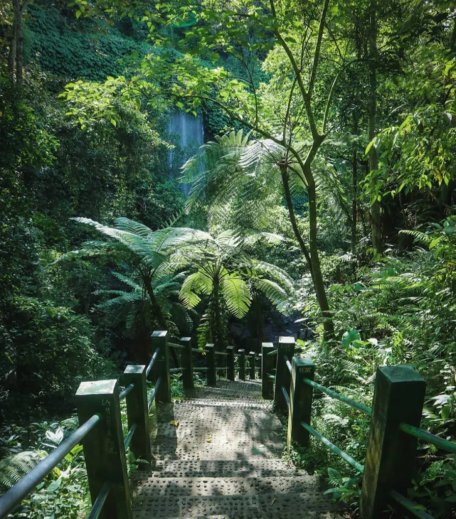 Jungle trail at Benang Kelambu Waterfall, Lombok