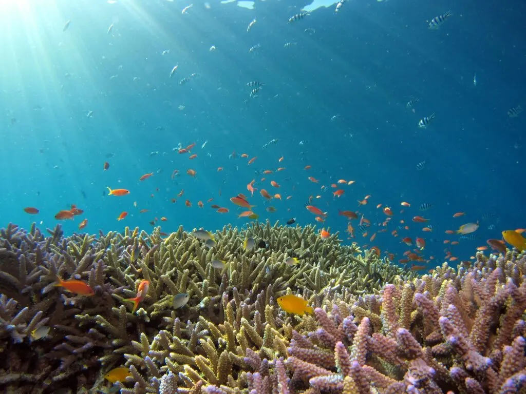 Snorkeling over tropical reef near Gili Nanggu, Lombok