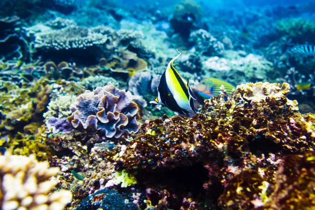 Guests snorkeling over coral reefs in Lombok waters