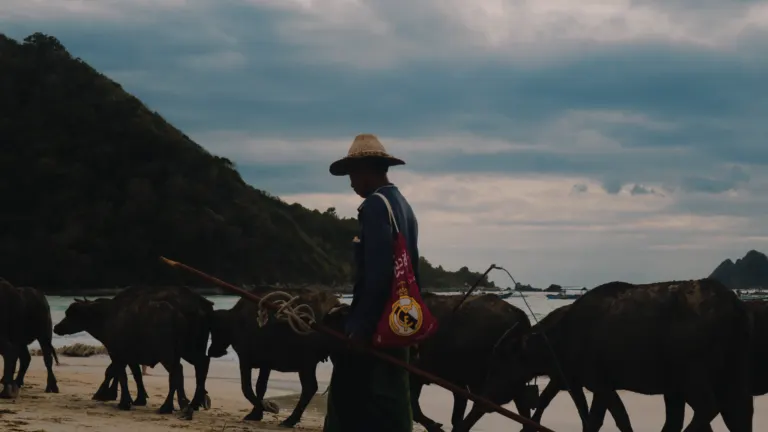 Buffalo and beach scene at Selong Belanak Lombok