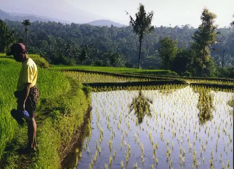 Rice paddies at Tetebatu Lombok
