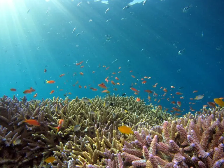 Snorkeling over tropical reef near Gili Nanggu, Lombok